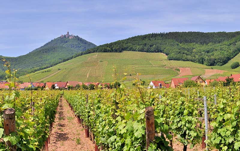 Vignoble Vins d'Alsace Domaine ENGEL